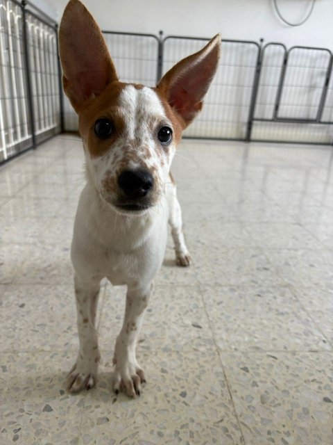 🌸liana🌸 - Mixed Breed Dog