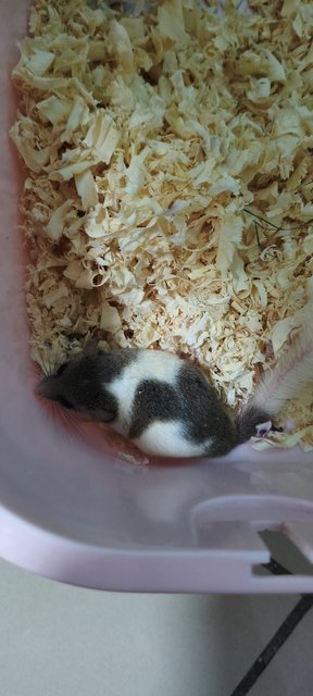 Melon - Hamster Small & Furry