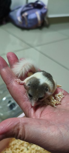 Melon - Hamster Small & Furry