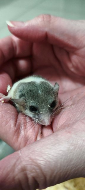 Melon - Hamster Small & Furry