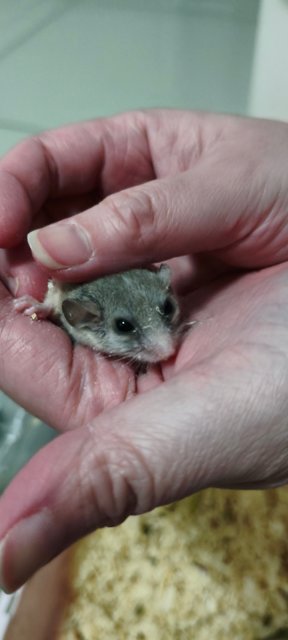 Melon - Hamster Small & Furry