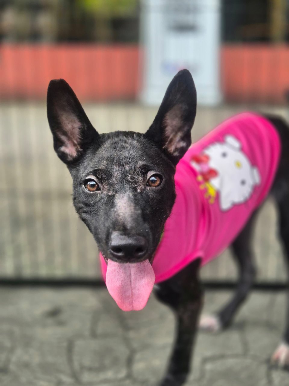 Zara - Mixed Breed Dog