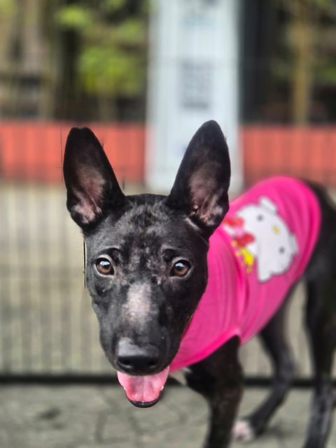 Zara - Mixed Breed Dog