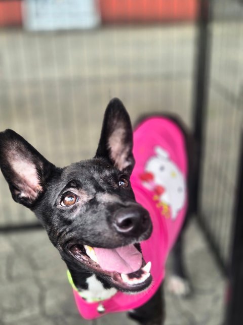 Zara - Mixed Breed Dog