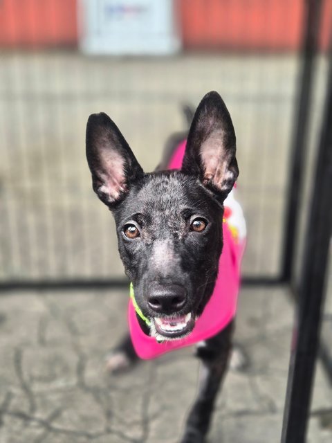Zara - Mixed Breed Dog
