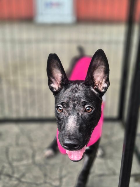 Zara - Mixed Breed Dog