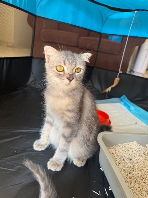 Orea - Scottish Fold + Domestic Long Hair Cat