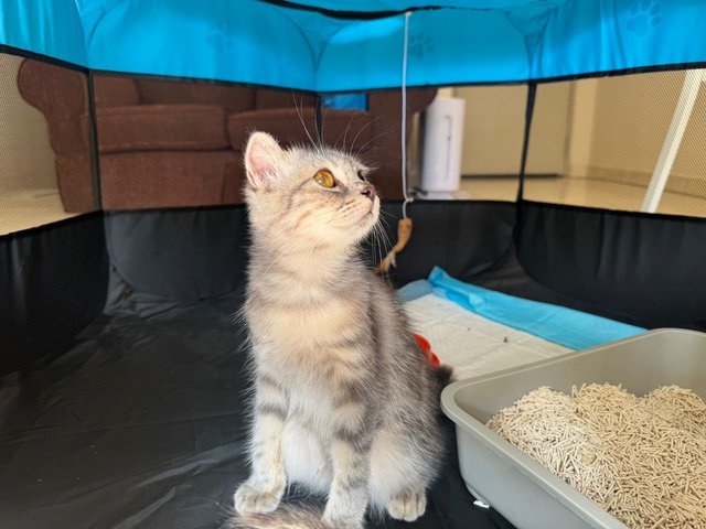 Orea - Scottish Fold + Domestic Long Hair Cat