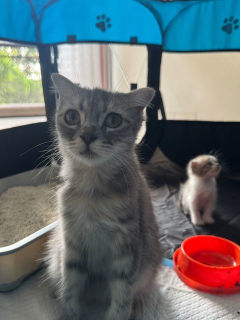 Orea - Scottish Fold + Domestic Long Hair Cat