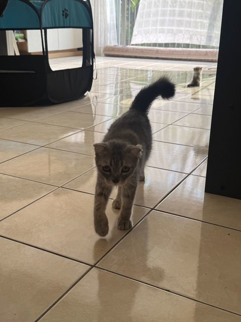Orea - Scottish Fold + Domestic Long Hair Cat