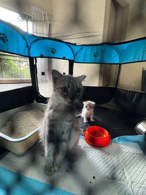 Orea - Scottish Fold + Domestic Long Hair Cat