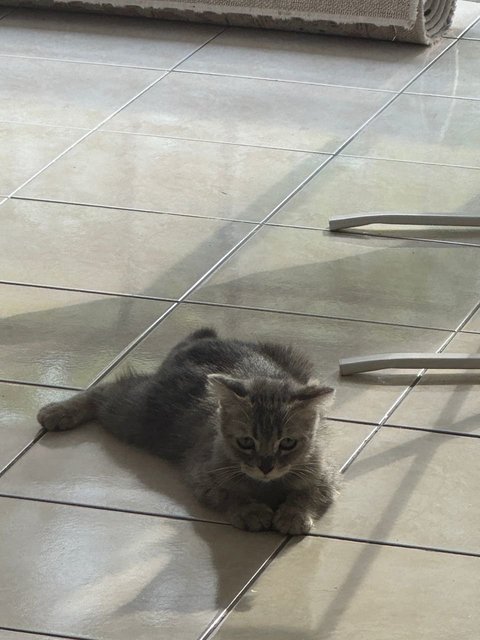 Orea - Scottish Fold + Domestic Long Hair Cat