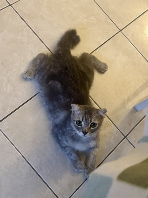 Orea - Scottish Fold + Domestic Long Hair Cat