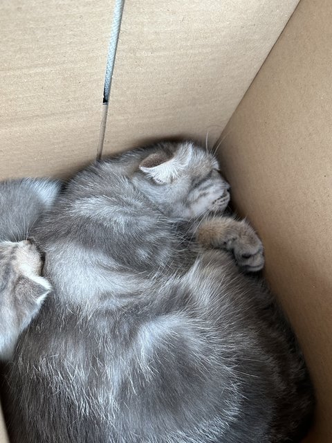 Orea - Scottish Fold + Domestic Long Hair Cat