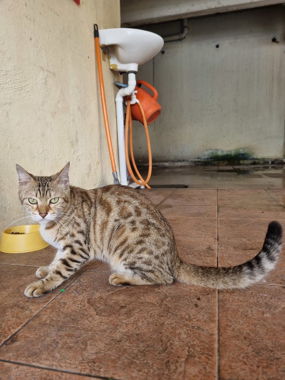 Sammy - Bengal Cat