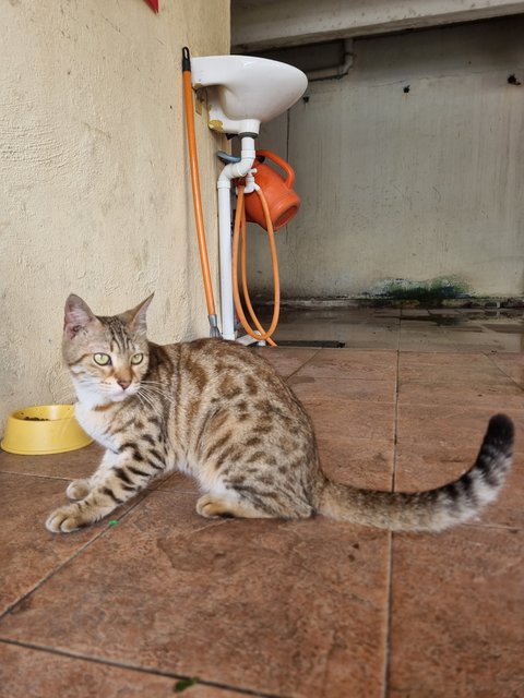 Sammy - Bengal Cat