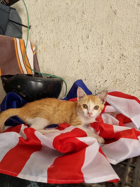 Ruru - Domestic Medium Hair Cat