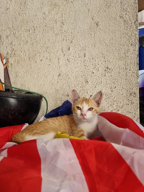 Ruru - Domestic Medium Hair Cat