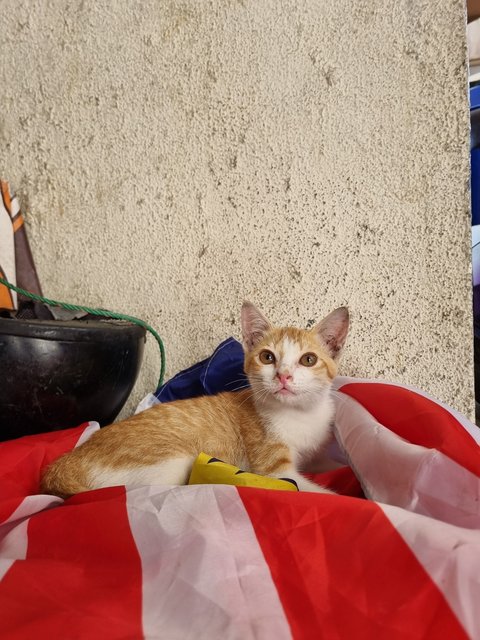 Ruru - Domestic Medium Hair Cat