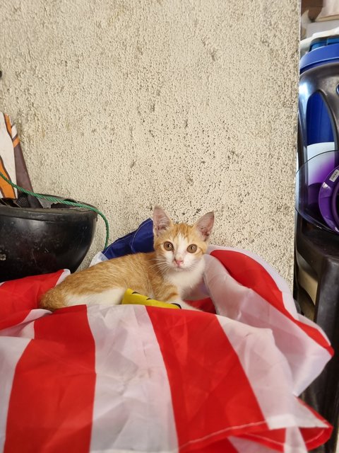 Ruru - Domestic Medium Hair Cat