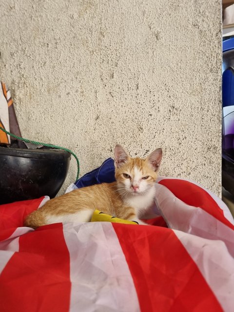 Ruru - Domestic Medium Hair Cat