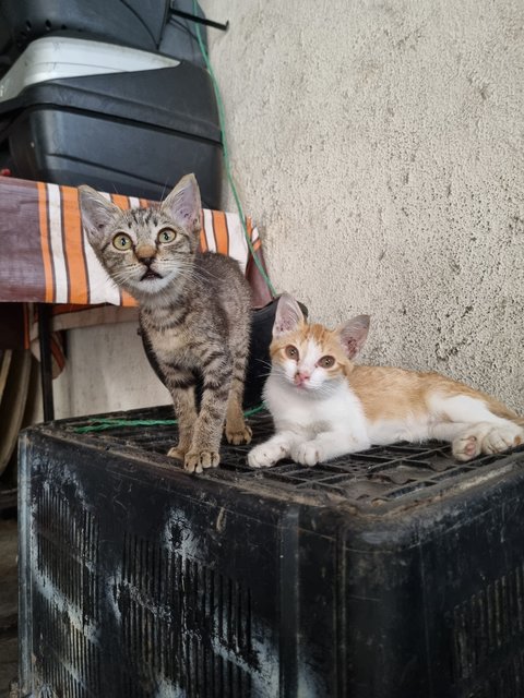 Ruru - Domestic Medium Hair Cat