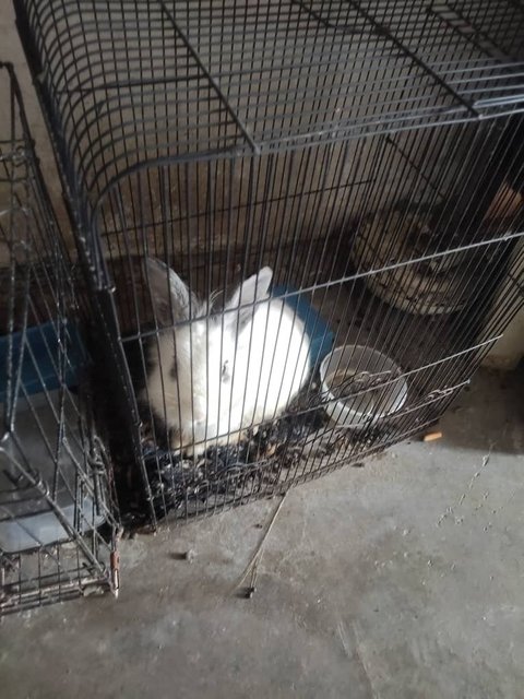PF141574 - Angora Rabbit + Bunny Rabbit Rabbit