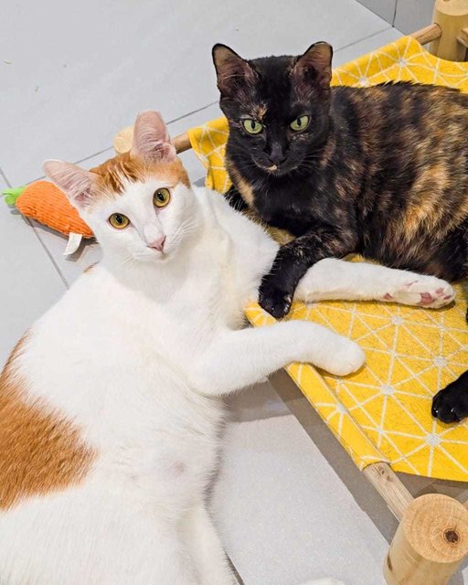 Teh-o (Tortie) | Teh Peng (Ginger White) - Domestic Short Hair Cat