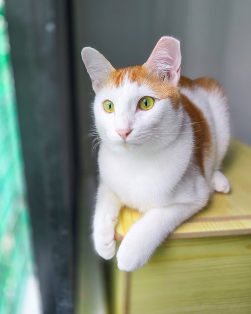 Teh-o (Tortie) | Teh Peng (Ginger White) - Domestic Short Hair Cat