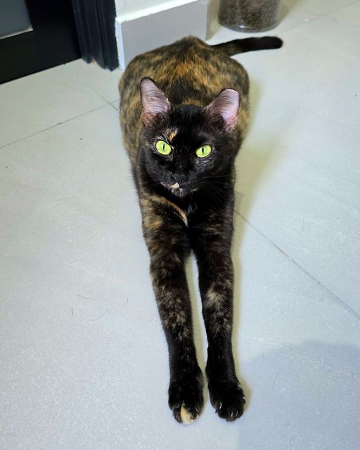 Teh-o (Tortie) | Teh Peng (Ginger White) - Domestic Short Hair Cat