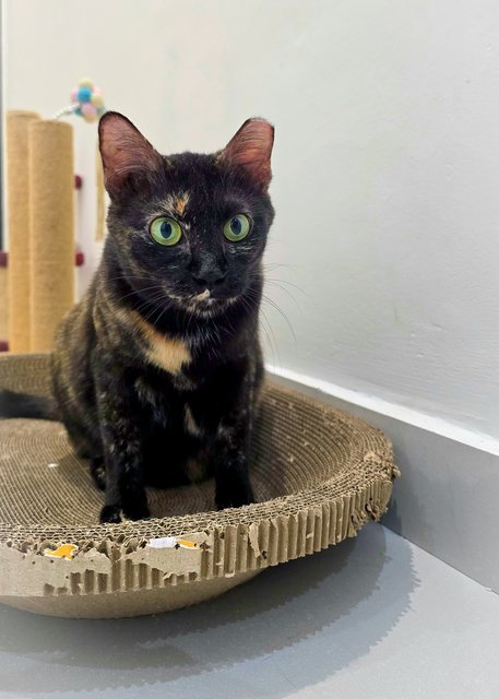 Teh-o (Tortie) | Teh Peng (Ginger White) - Domestic Short Hair Cat