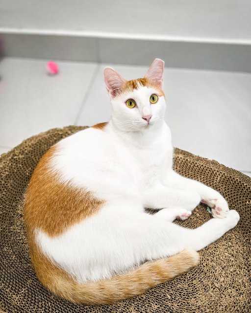 Teh-o (Tortie) | Teh Peng (Ginger White) - Domestic Short Hair Cat