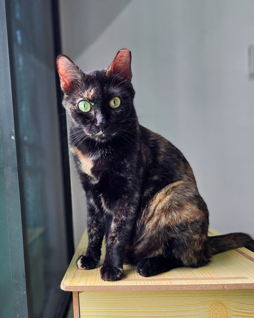 Teh-o (Tortie) | Teh Peng (Ginger White) - Domestic Short Hair Cat
