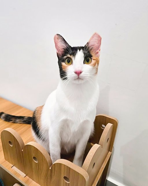 Kopi Peng (Tortie) | Cham Peng (Calico) - Domestic Short Hair Cat