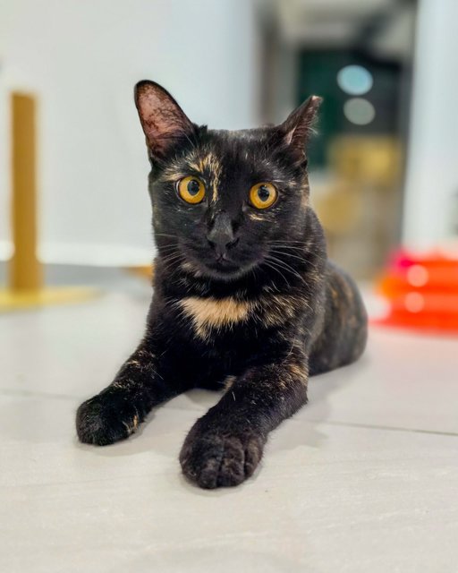 Kopi Peng (Tortie) | Cham Peng (Calico) - Domestic Short Hair Cat