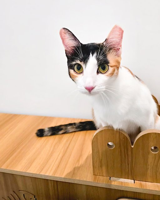 Kopi Peng (Tortie) | Cham Peng (Calico) - Domestic Short Hair Cat