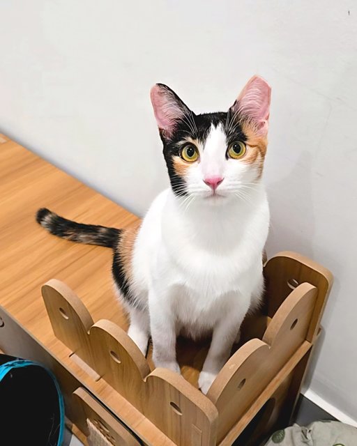 Kopi Peng (Tortie) | Cham Peng (Calico) - Domestic Short Hair Cat