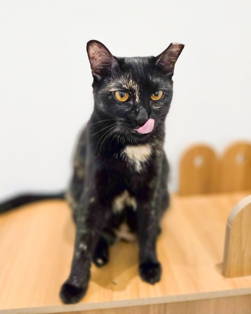 Kopi Peng (Tortie) | Cham Peng (Calico) - Domestic Short Hair Cat