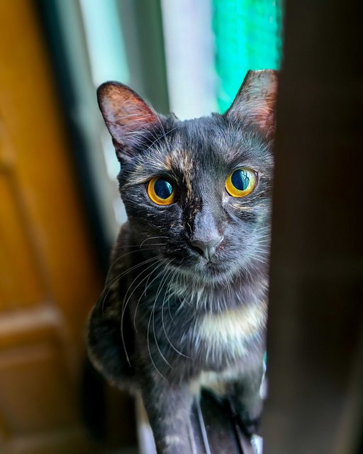 Kopi Peng (Tortie) | Cham Peng (Calico) - Domestic Short Hair Cat