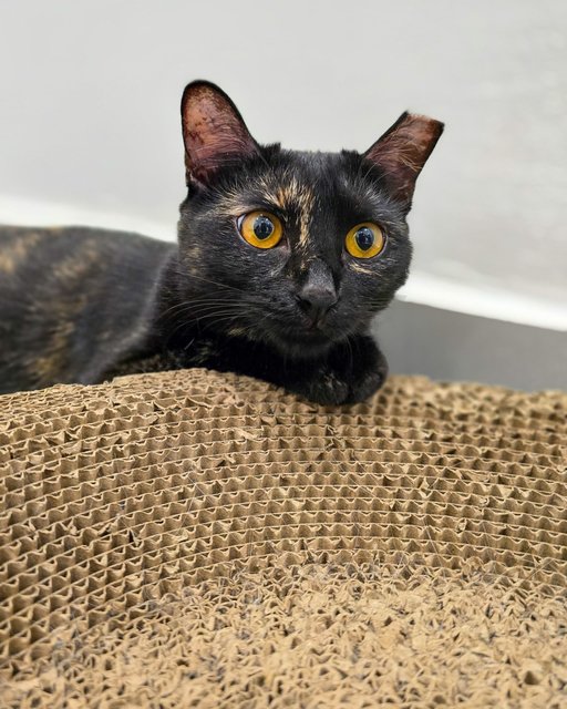 Kopi Peng (Tortie) | Cham Peng (Calico) - Domestic Short Hair Cat