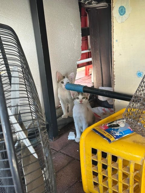 Bro & Sis behind shops