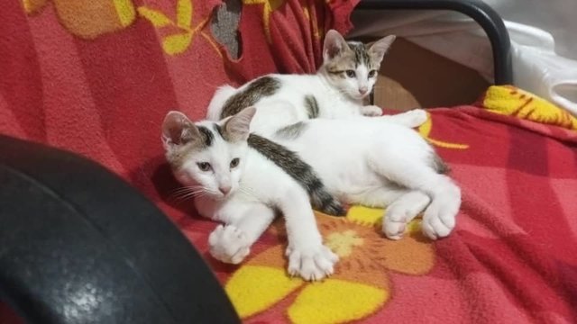 Bro & Sis on comfortable chair. Dont mind the torn blanket !