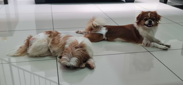 both always attached together, sleep together, eat together, playing together