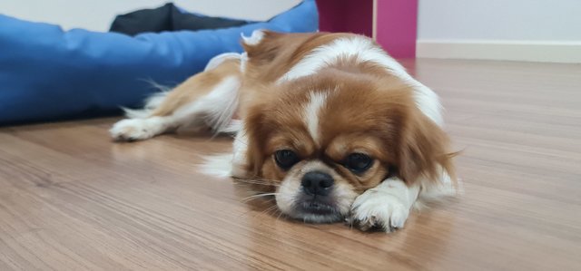 Manny: i am waiting for someone who can loves me to bring me home. I am waiting too long already.