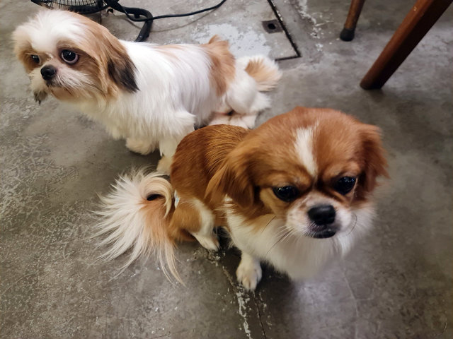 first pet friendly cafe gathering with Latte their another generation sister