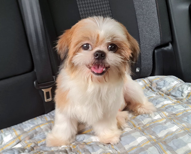 Macy can freely roam inside the car, from pessenger front to back.