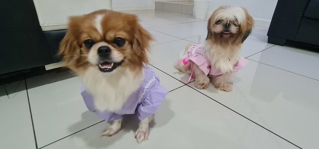 waiting to go full grooming, but Manny really need to shape her fur, Macy need to cut nice shape