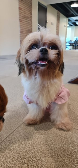solo for Macy, on 9th come to meet potential adopter, going or not going to duplex condo?