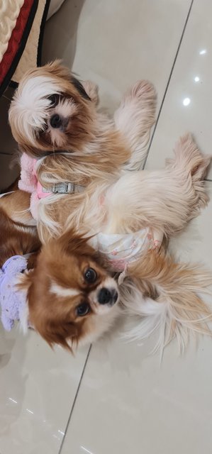 both kids wondering why wearing harness on them