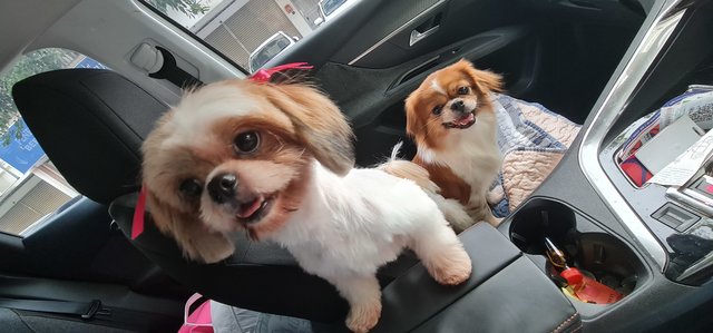 Macy can lompat around in the car, when start driving she will listen and seat back good girl 